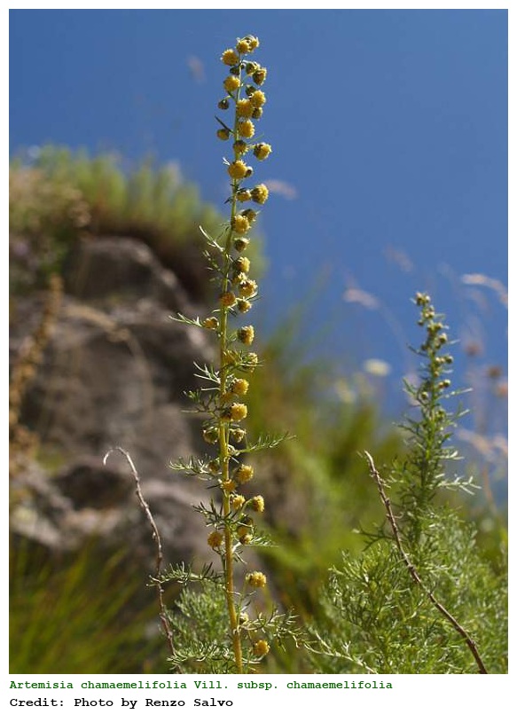 Artemisia chamaemelifolia Vill. subsp. chamaemelifolia